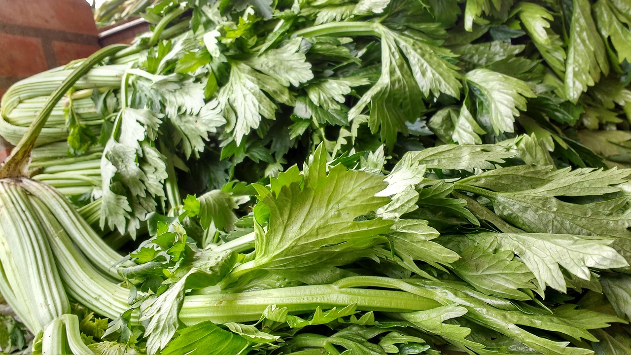 Photo by McJapid sheets, celery, branch, nature, green leaves, green, vegetables, plant
