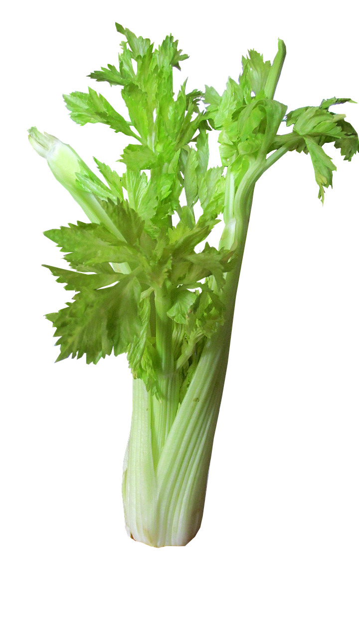 Photo by Buntysmum vegetable, celery, salads, cooking, healthy, food, isolated, cut, out, celery, celery, celery, celery, celery