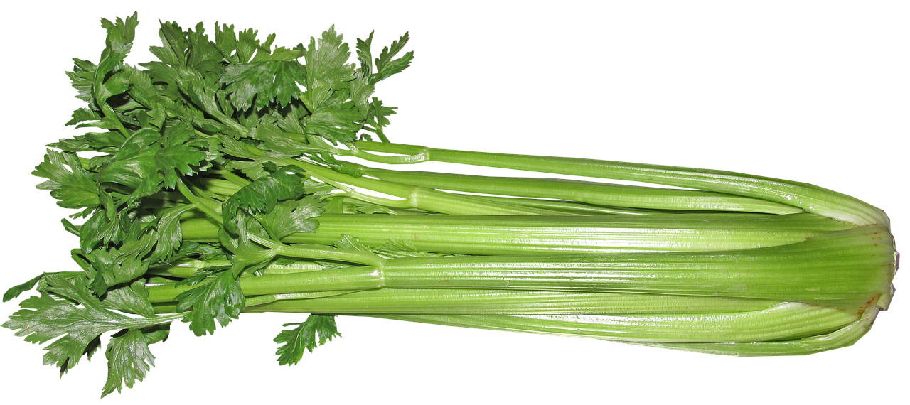 Photo by Buntysmum celery, vegetable, food, vegetarian, cooking, healthy, diet, cut out, isolated, celery, celery, celery, celery, celery