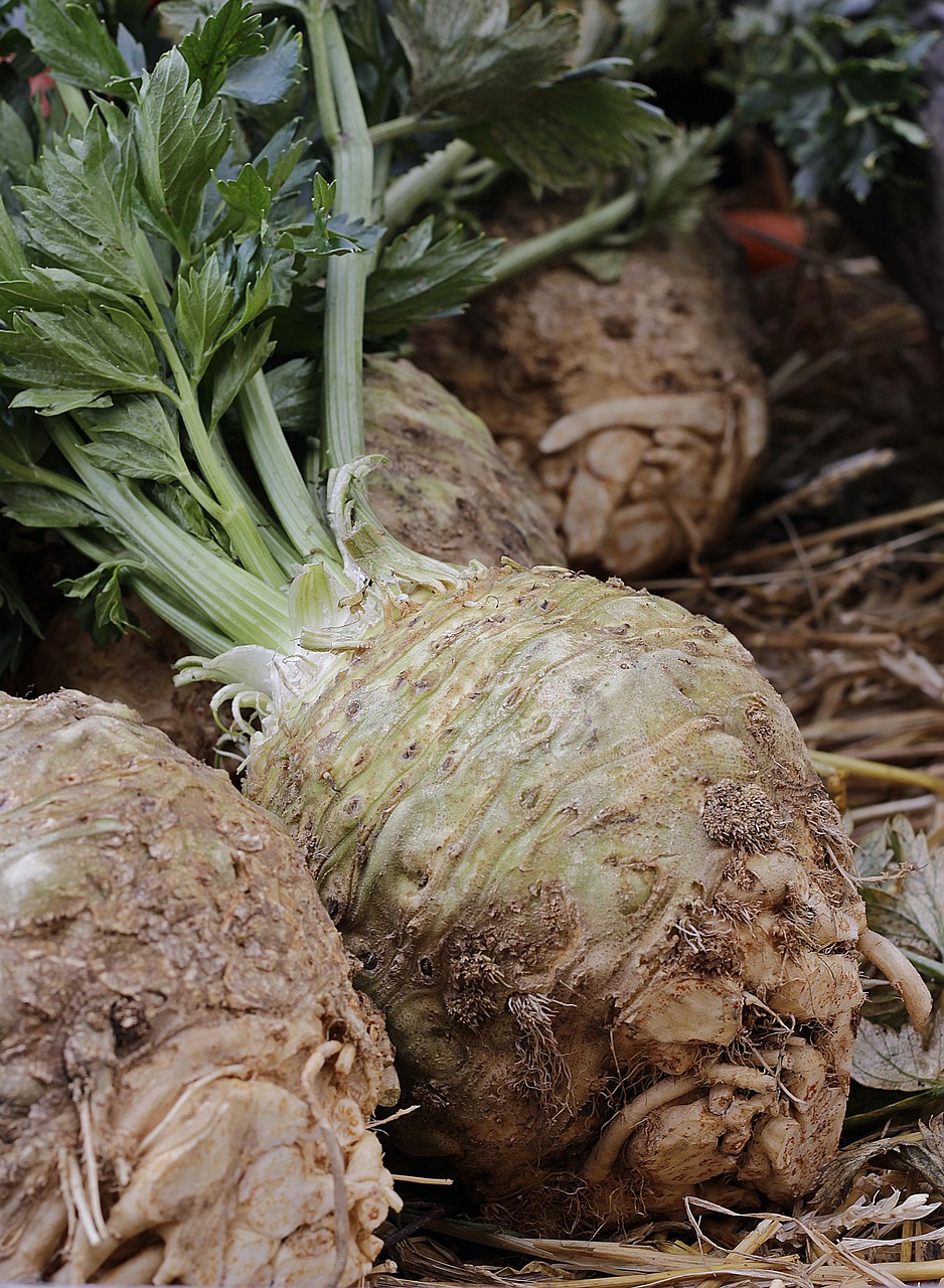 Photo by NoName_13 celery, real celery, apium, celeriac, umbelliferae, root celery, market fresh vegetables, vegetables, celery tuber, healthy, tuber, food, agriculture, meal, field crop, soup greens, useful and medicinal plant, nourishment, celery, celery, celeriac, celeriac, celeriac, celeriac, celeriac