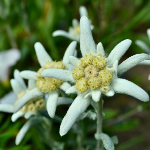 a close up of some white flowers in a field