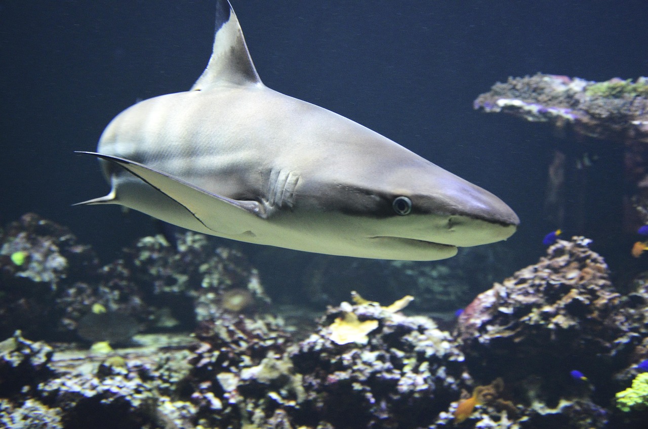 Photo by Wildfaces blacktip shark, shark, dangerous, predatory fish, hunter, shark, shark, shark, shark, shark