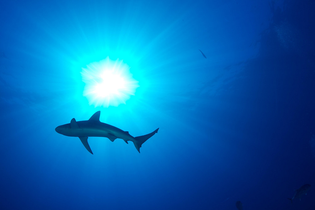 Shark, Kronos Reef