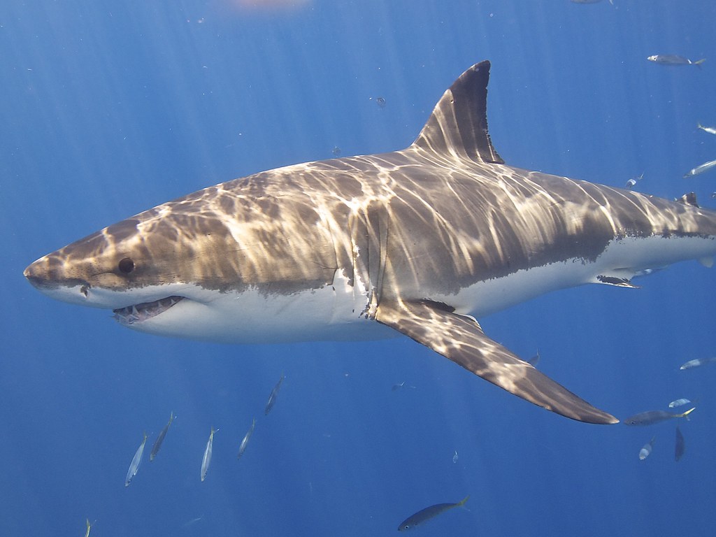 Great White Shark