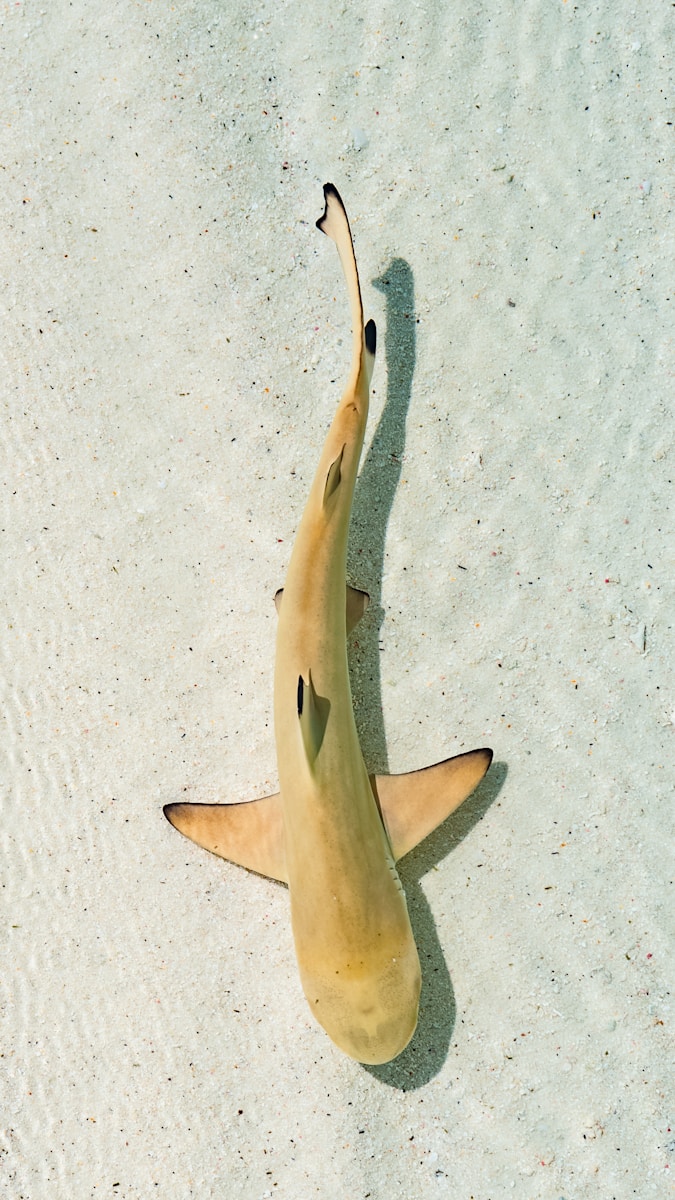 Photo by Ali Maah white and black shark tail