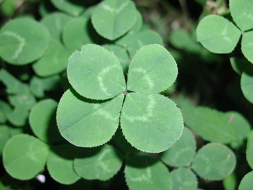 a four-leaf clover