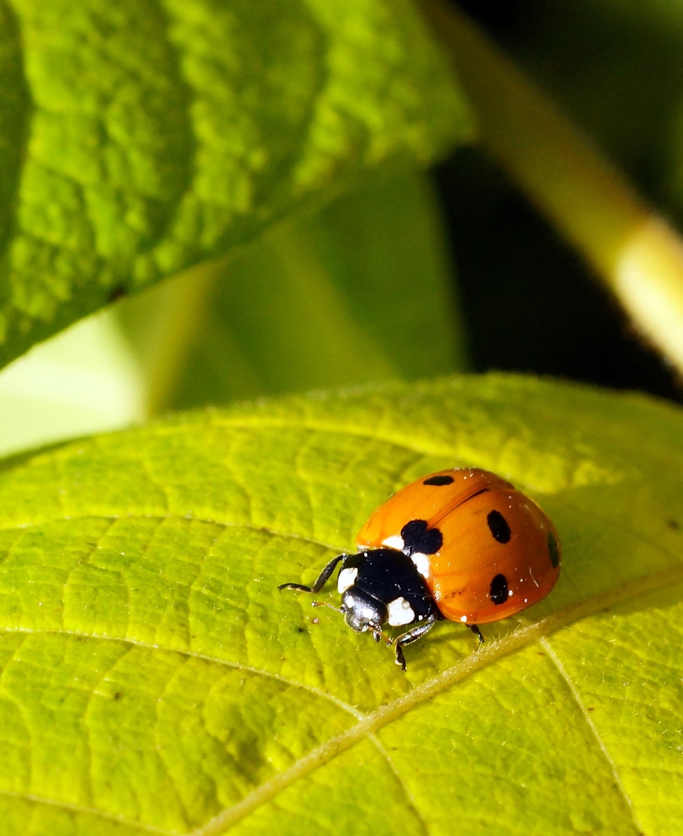Photo by Martti Salmi a lady bug sitting on top of a green leaf